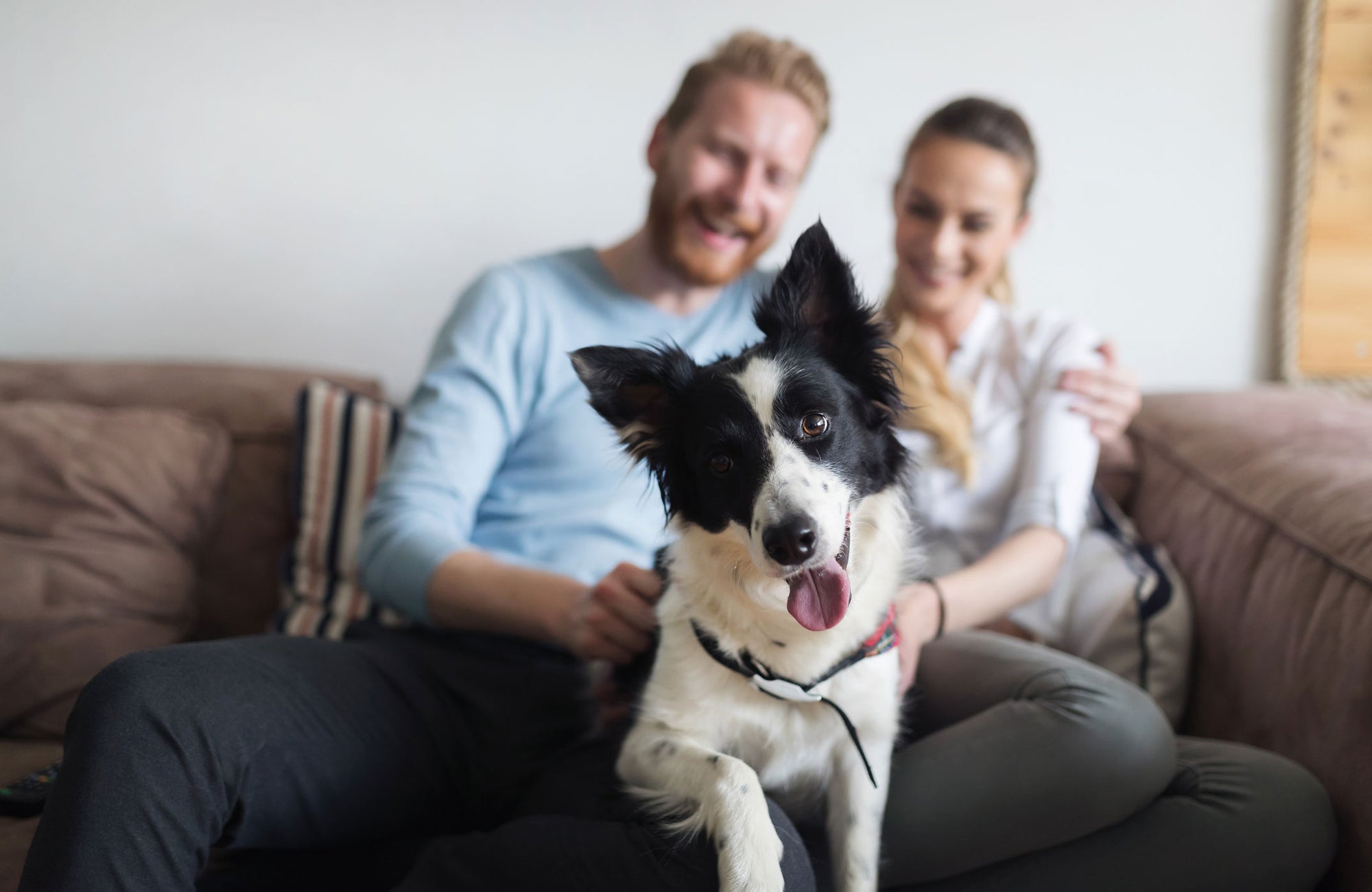 Dog relaxing on a couch - Chutoro Pets freeze dried treats for happy pets
