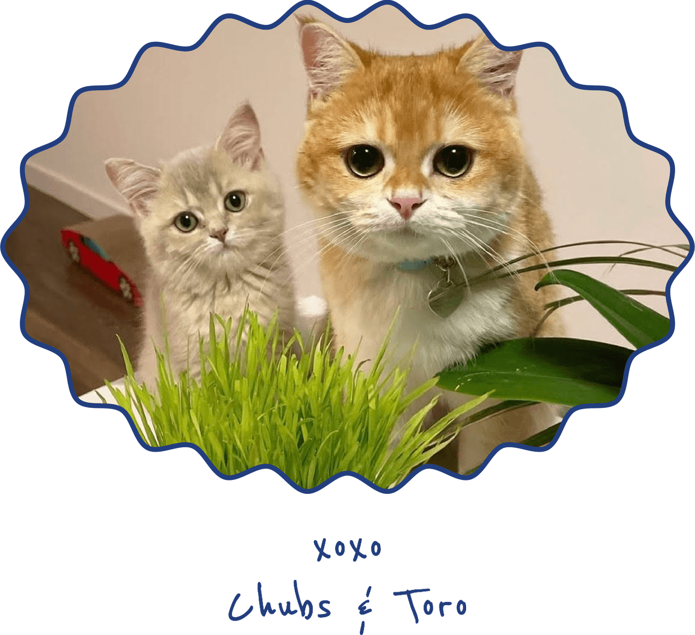 Pets text graphic for Chutoro Pets website